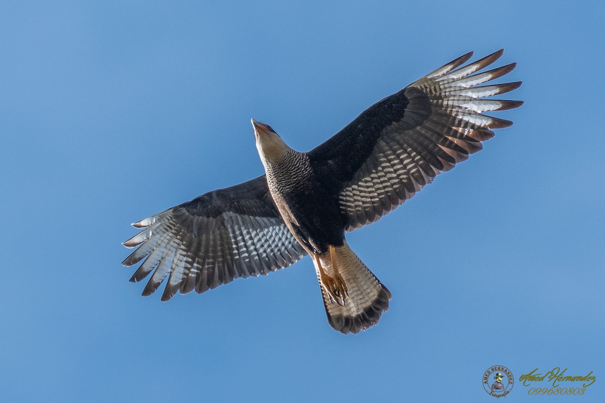 Crested Caracara (Southern) - ML169054981