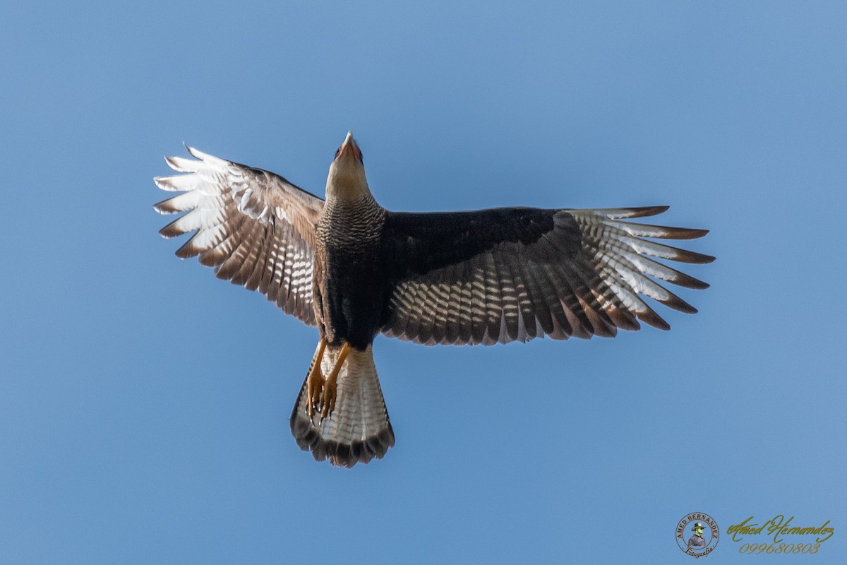 Crested Caracara (Southern) - ML169054991