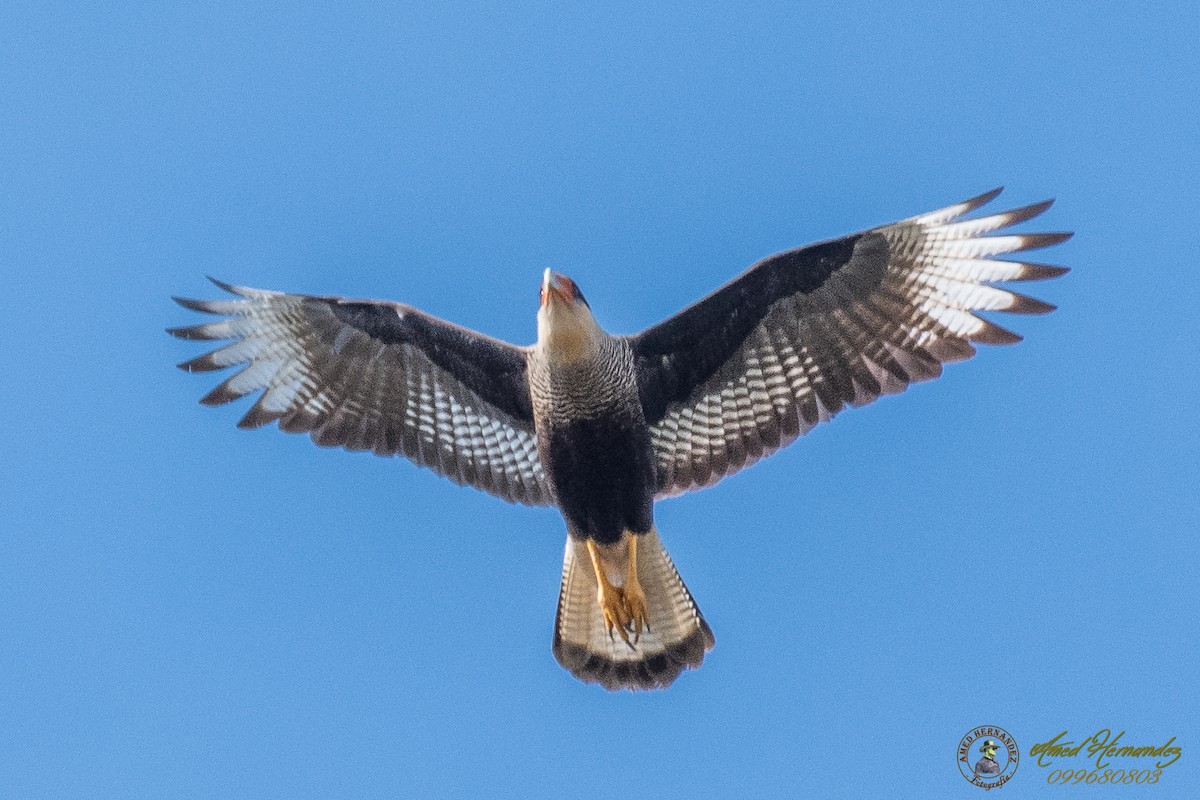 Crested Caracara (Southern) - ML169055031