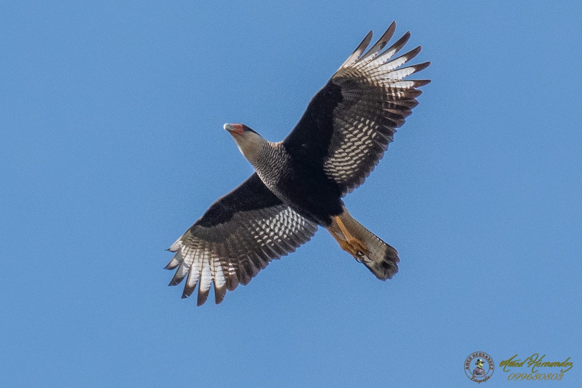 Crested Caracara (Southern) - ML169055051