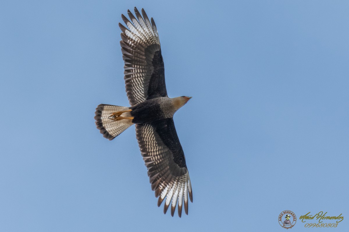 Crested Caracara (Southern) - ML169055101