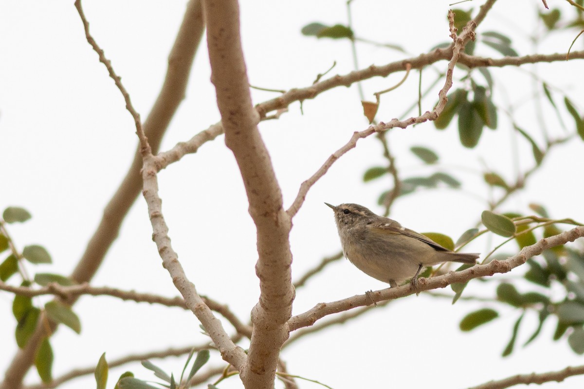 Hume's Warbler - ML169065611