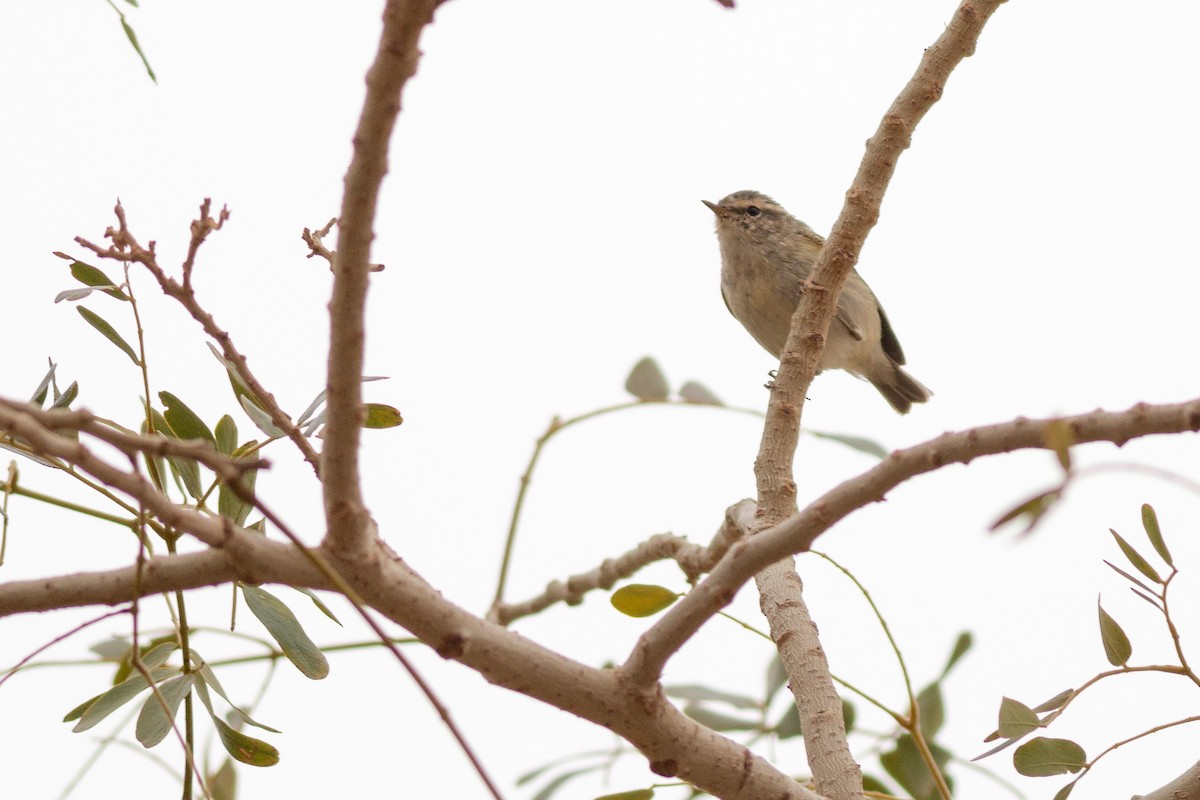 Hume's Warbler - ML169065631
