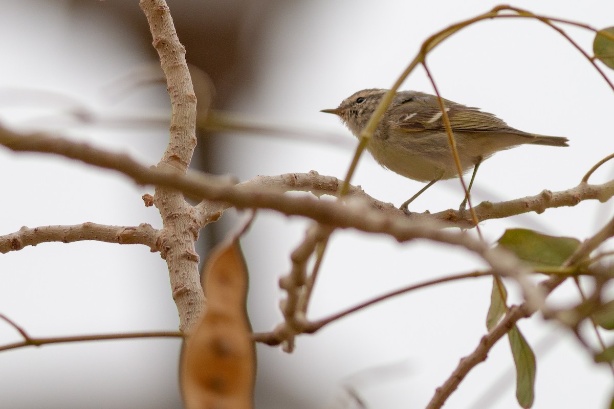 Hume's Warbler - ML169065641