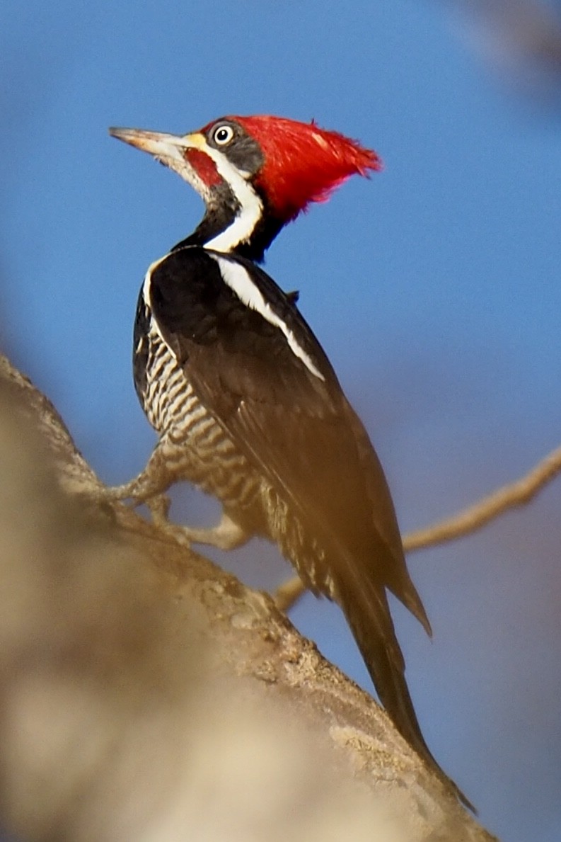 Lineated Woodpecker - Carol & Carl Trovall