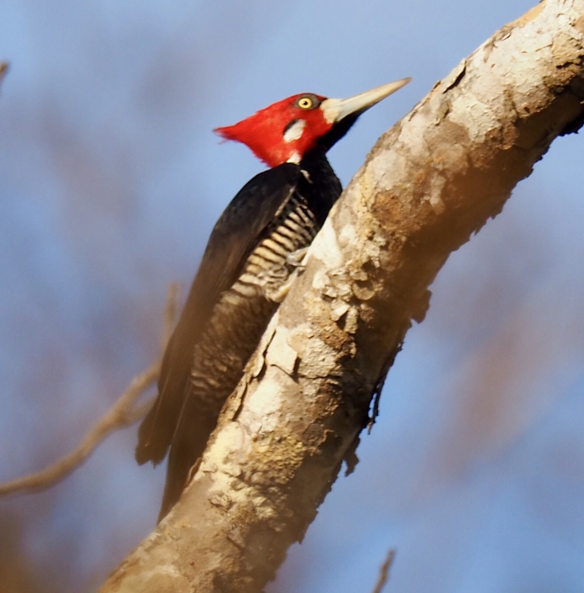 Crimson-crested Woodpecker - Carol & Carl Trovall