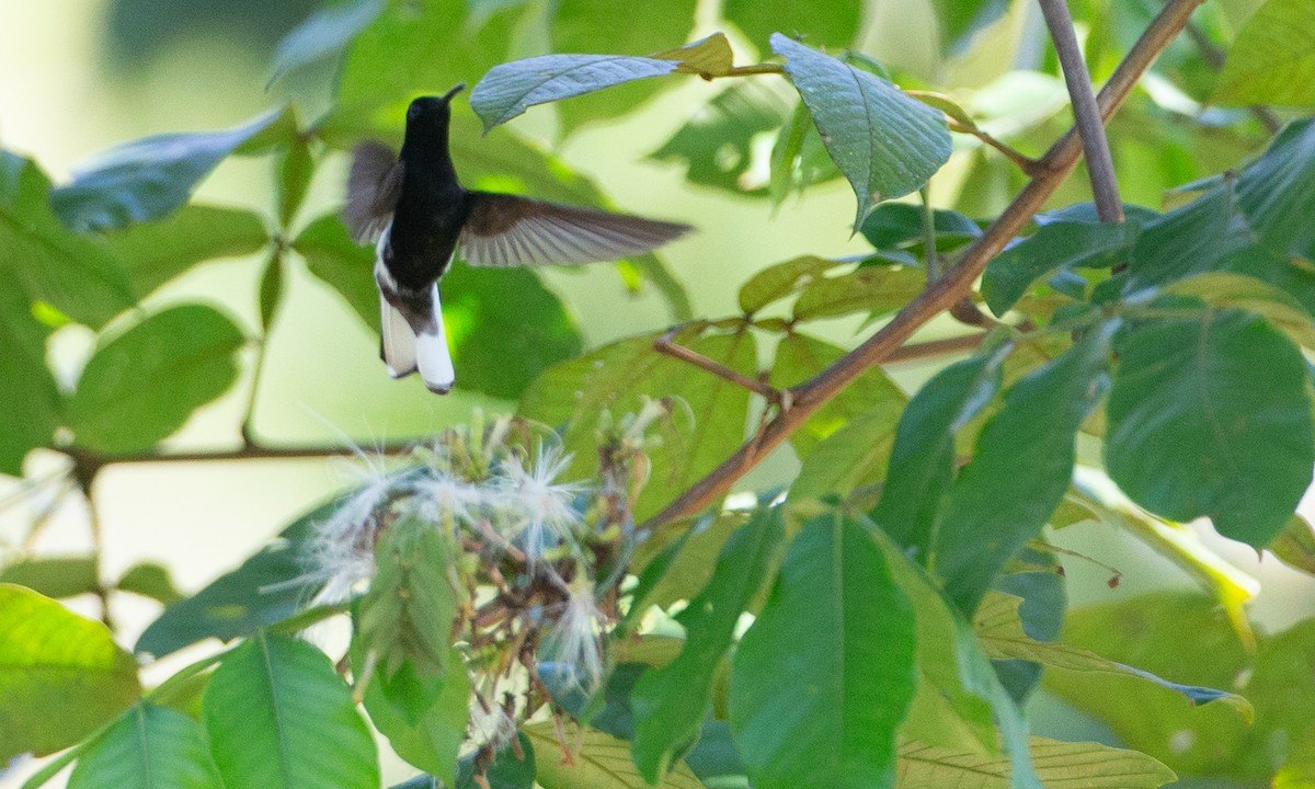 kolibřík černobílý - ML169066711
