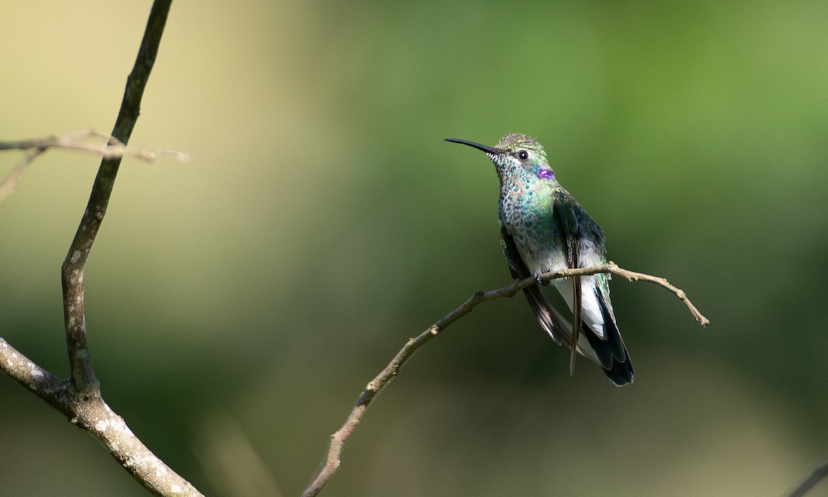 kolibřík ametystouchý - ML169066791