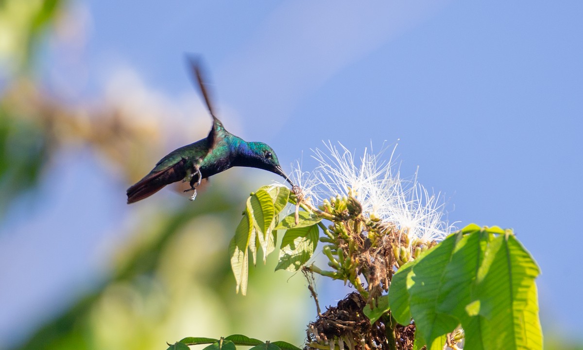 kolibřík tropický - ML169066801