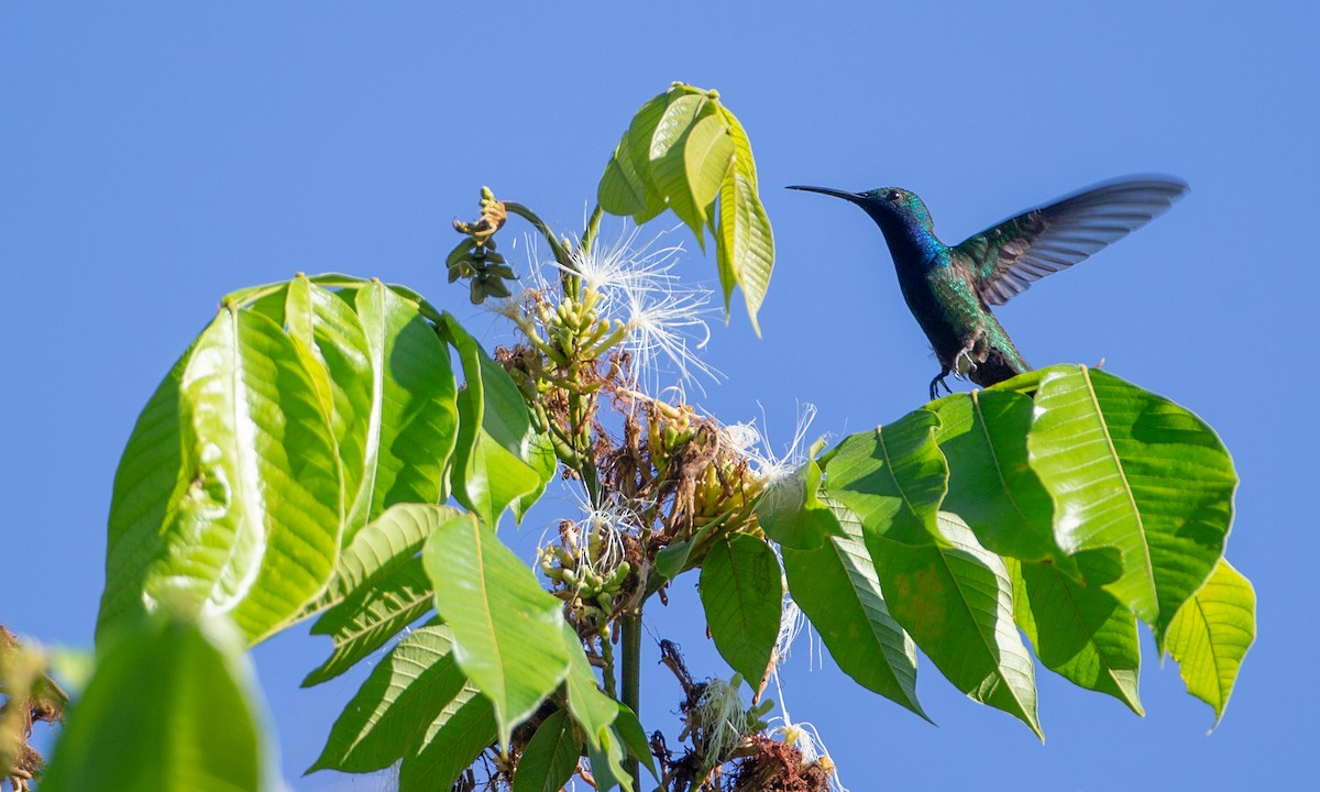 kolibřík tropický - ML169066851