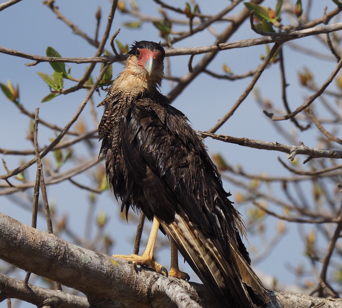 Crested Caracara (Southern) - ML169068141
