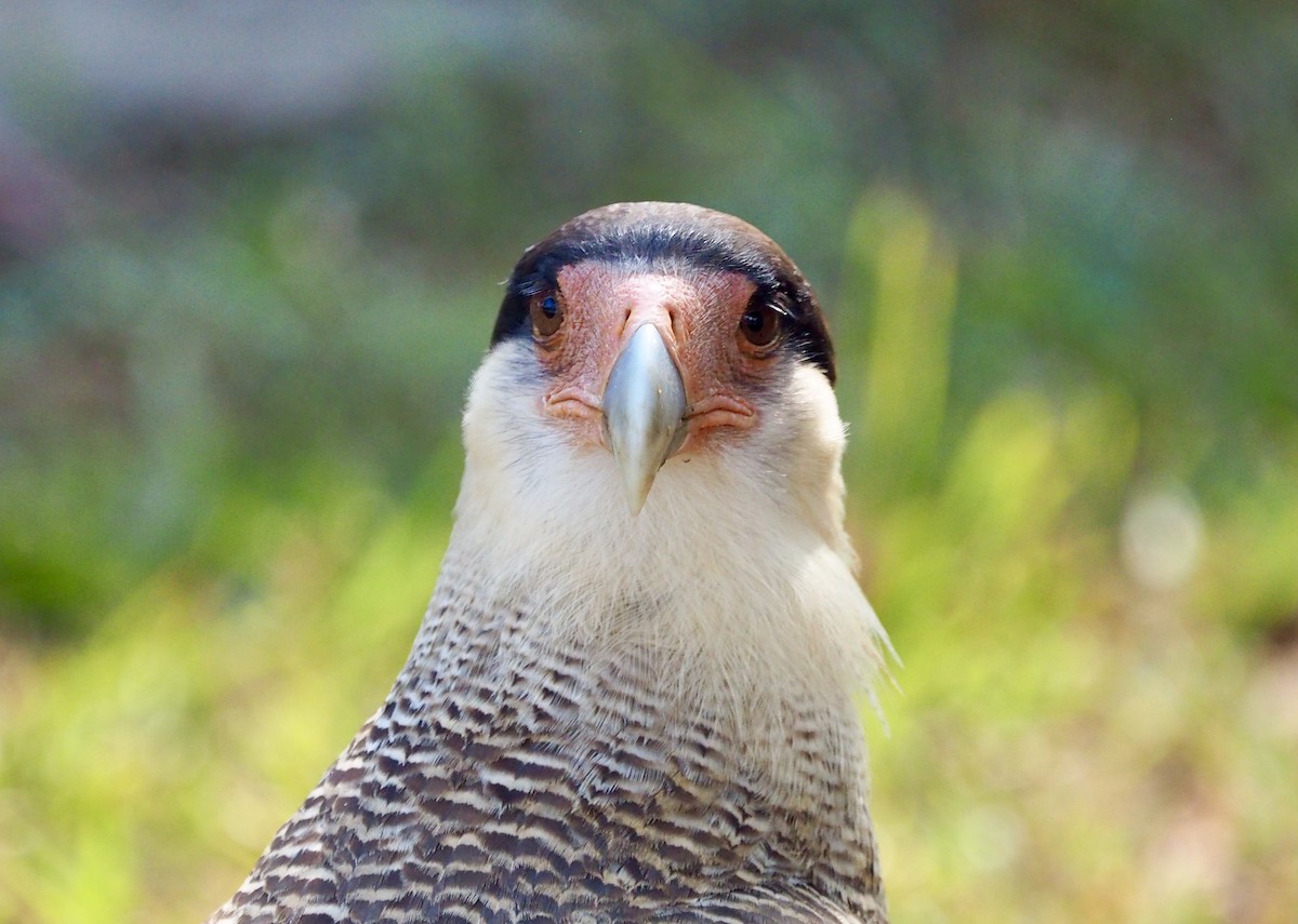 Crested Caracara (Southern) - ML169068181