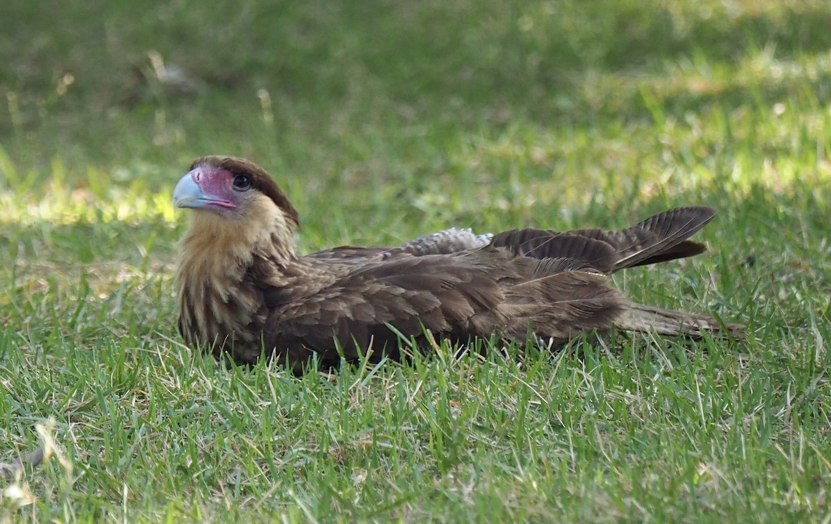 Crested Caracara (Southern) - ML169068201