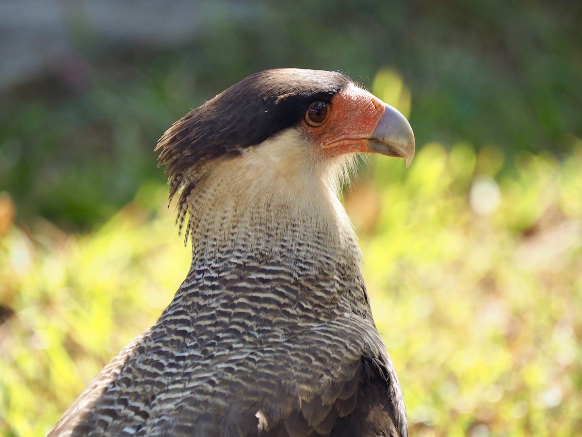 Crested Caracara (Southern) - ML169068221