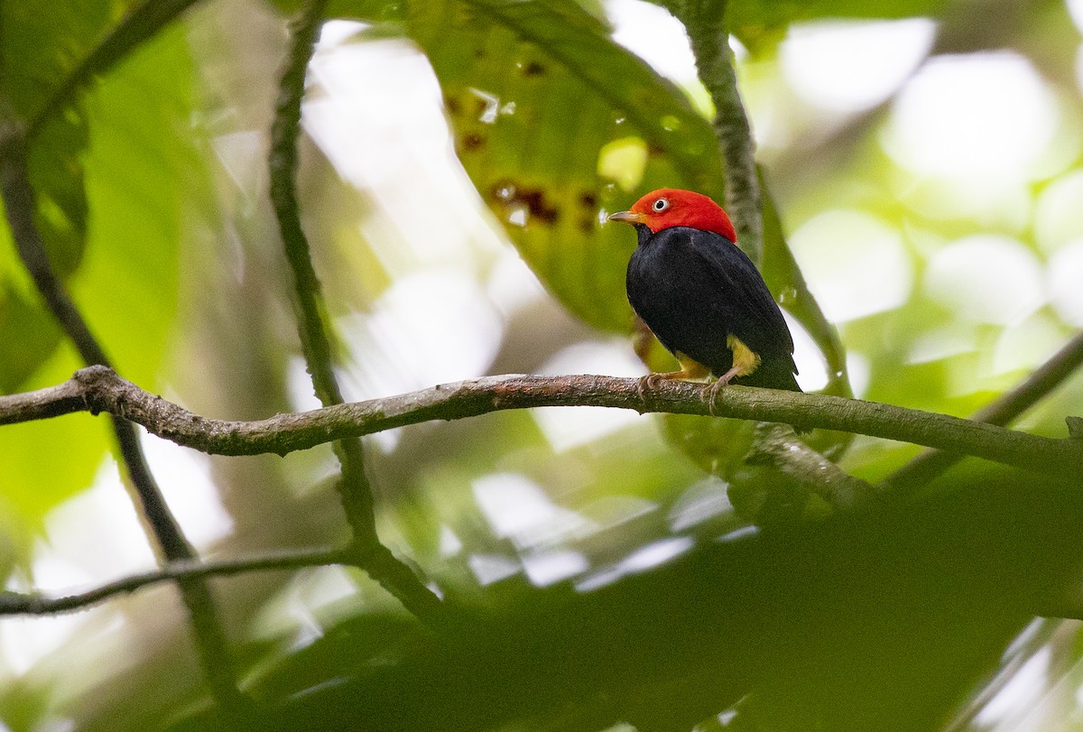 Red-capped Manakin - Anonymous
