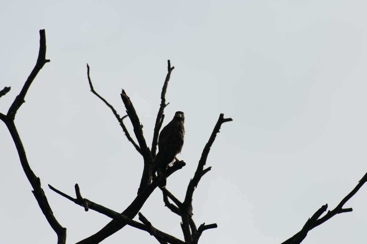 Crested Serpent-Eagle - ML169070361