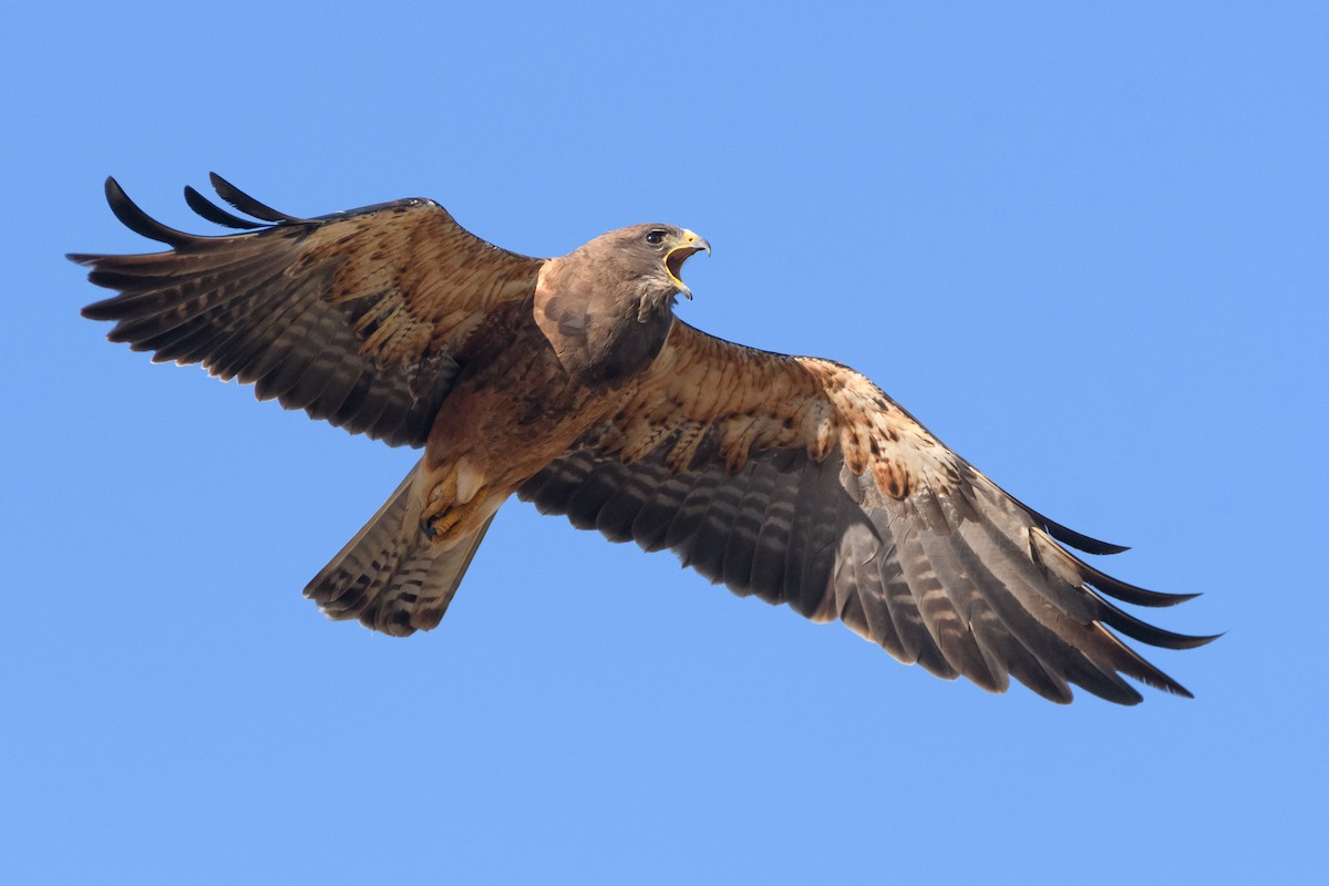 Swainson's Hawk