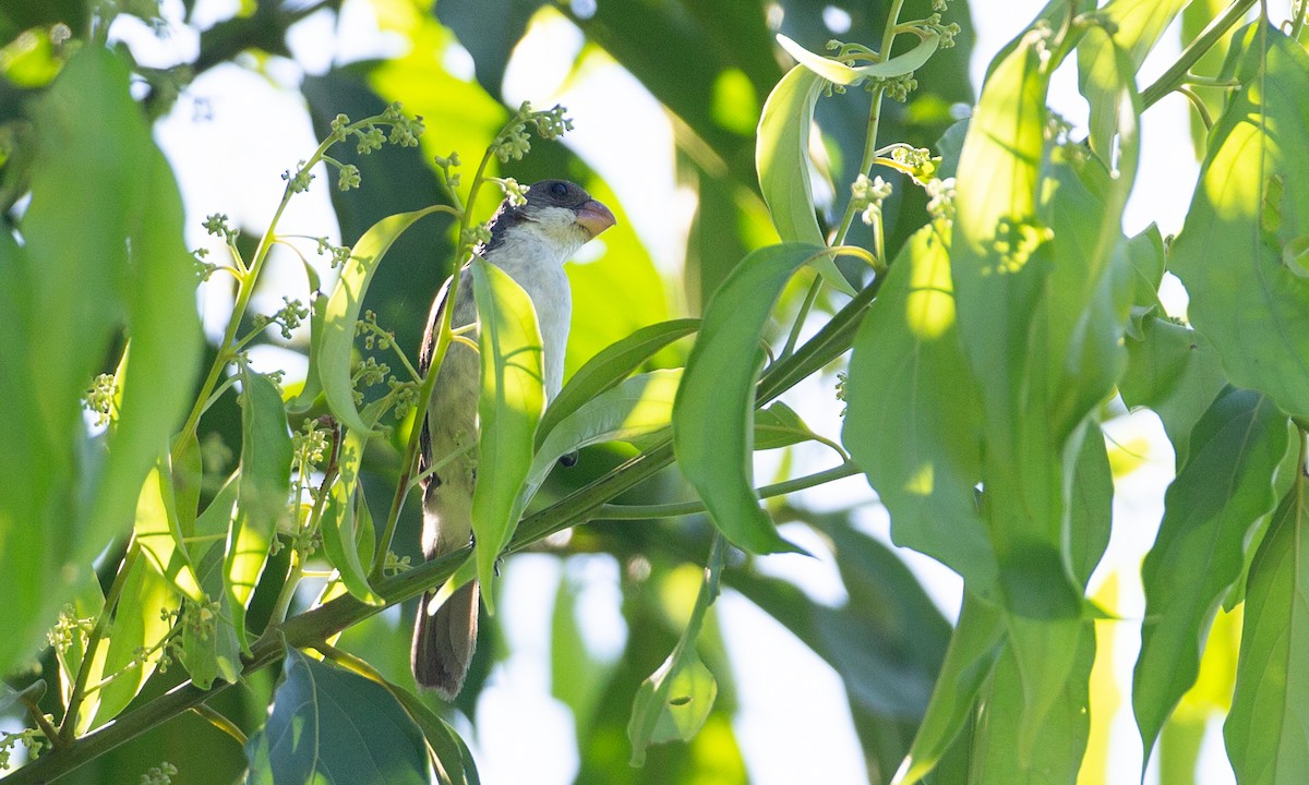 White-bellied Seedeater - ML169073591