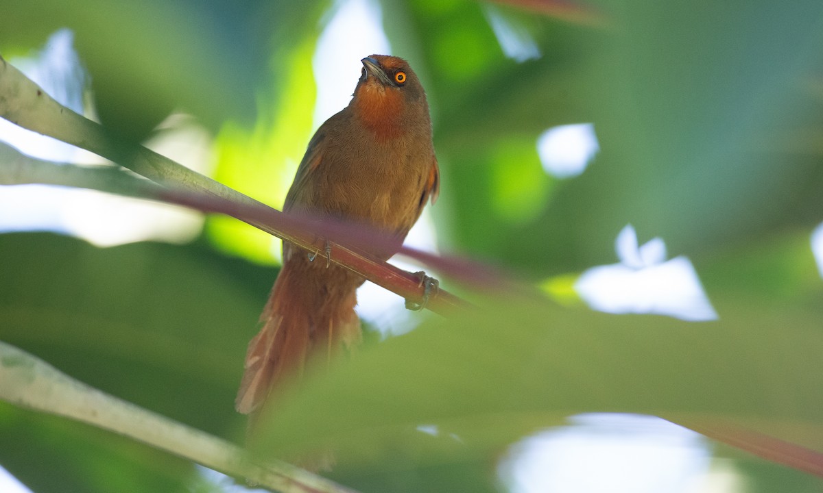 Orange-eyed Thornbird - ML169074261