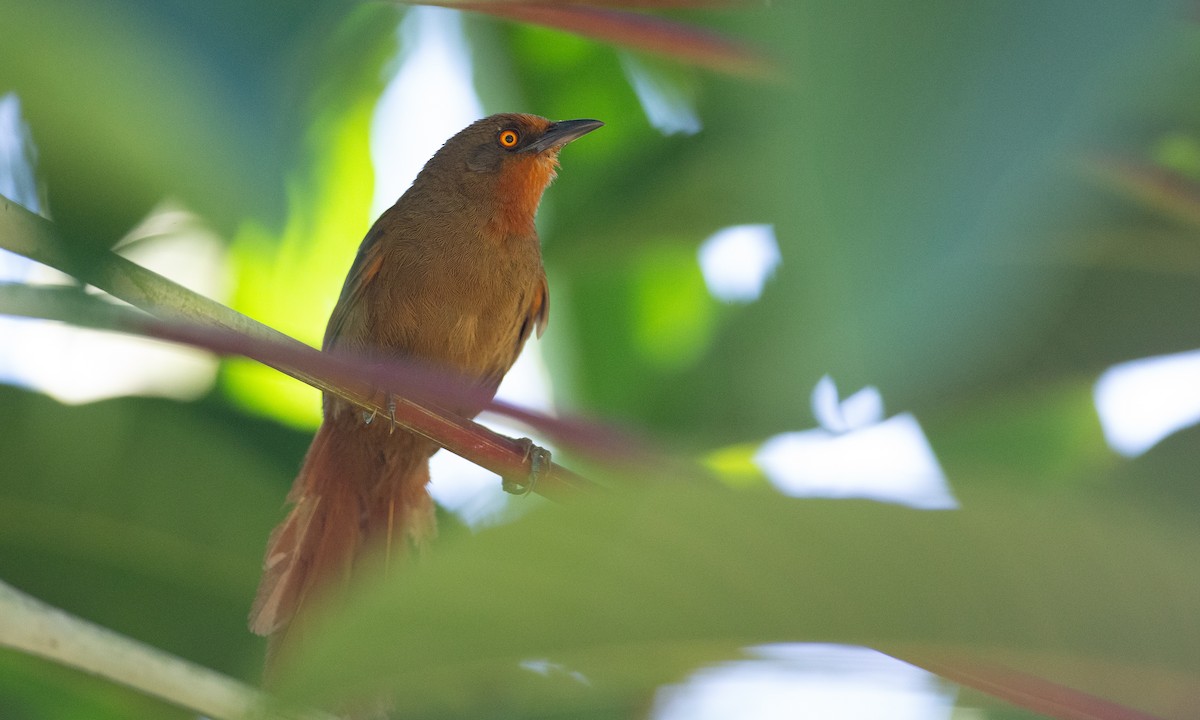 Orange-eyed Thornbird - ML169074561