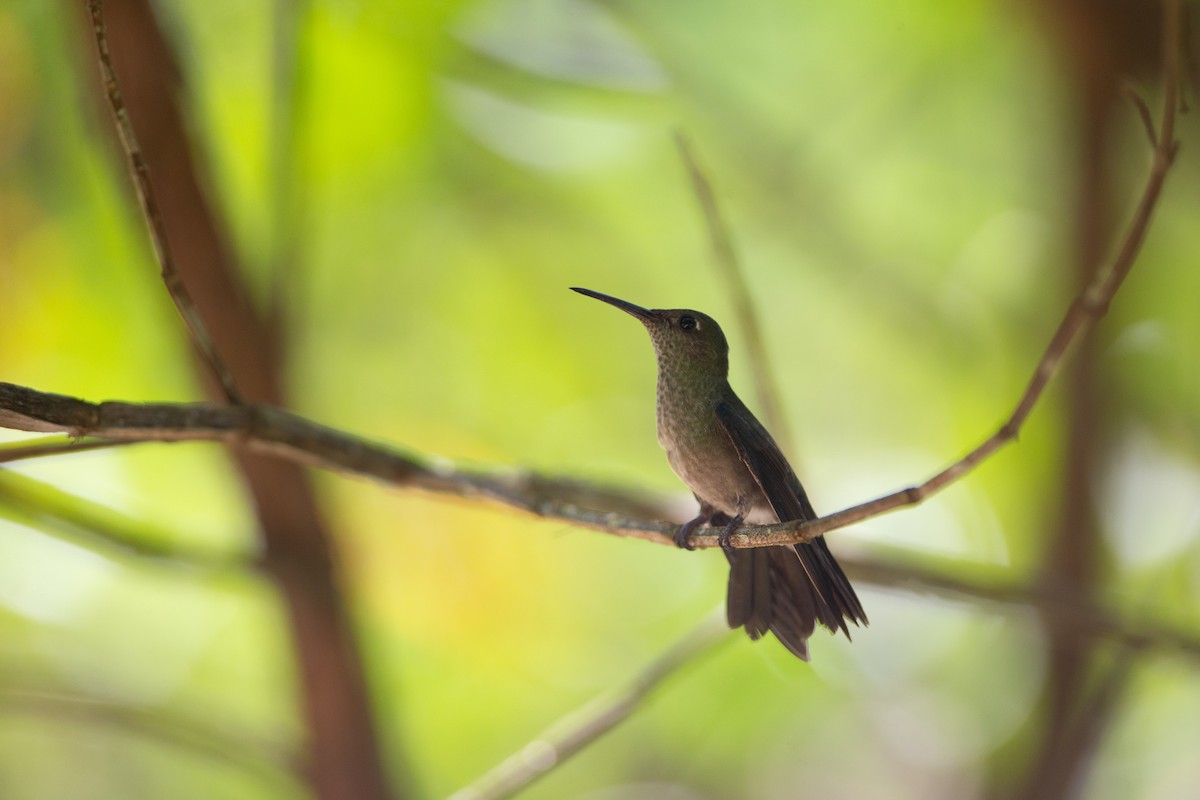 Sombre Hummingbird - ML169074631