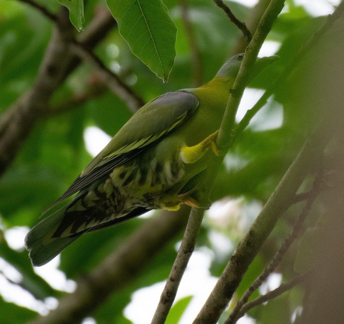 Yellow-footed Green-Pigeon - ML169078651