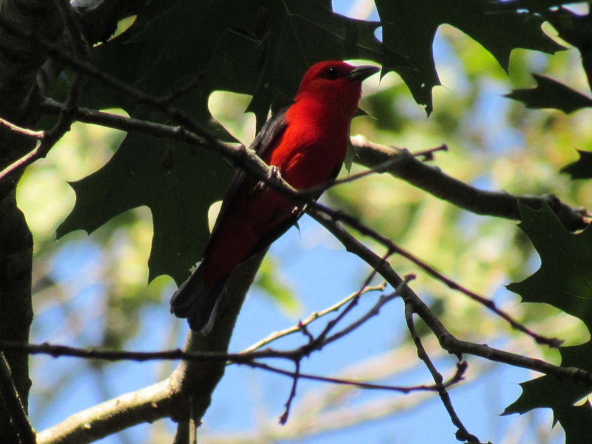 Scarlet Tanager - ML169079131