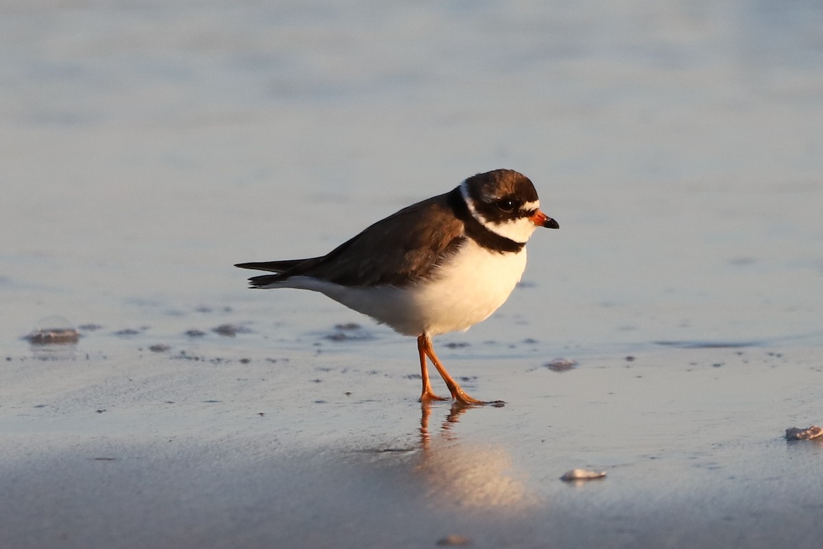 Semipalmated Plover - Walter Thorne