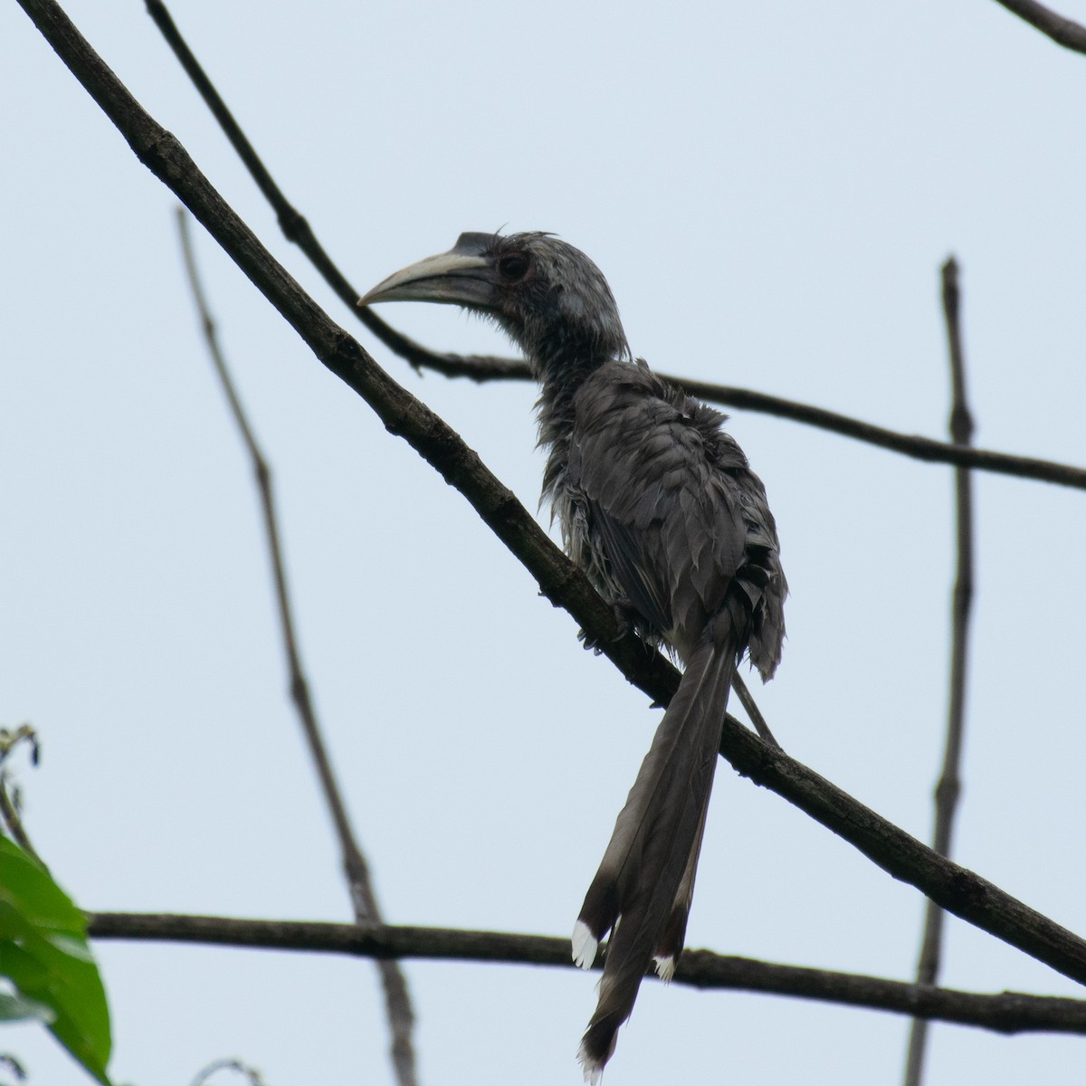 Indian Gray Hornbill - ML169080371