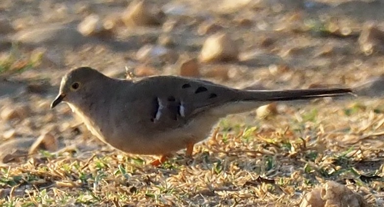 Long-tailed Ground Dove - Carol & Carl Trovall