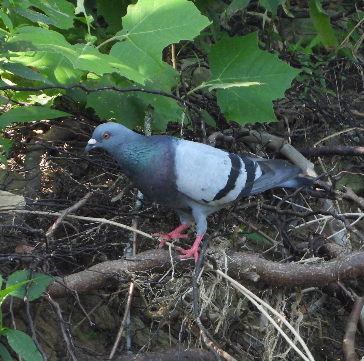 Rock Pigeon (Feral Pigeon) - ML169082501