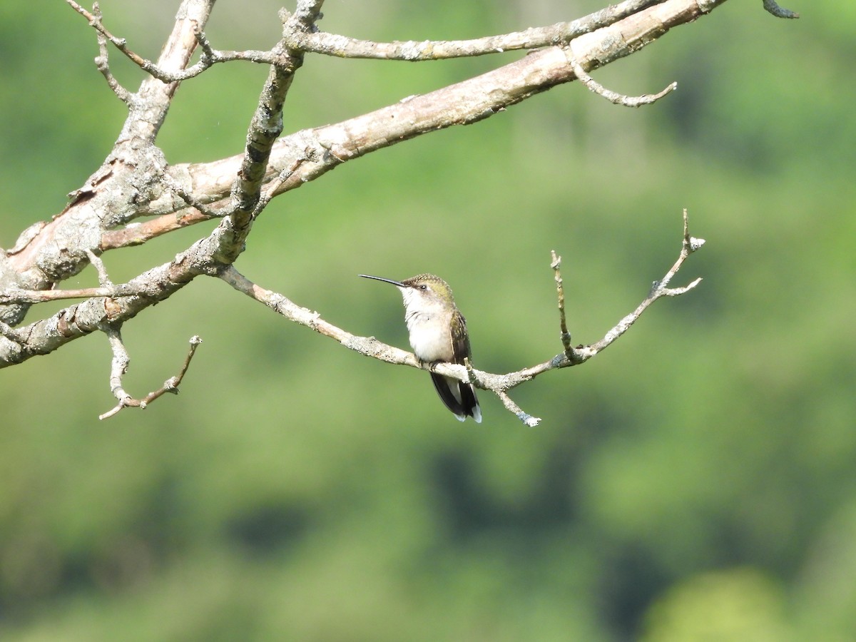 Ruby-throated Hummingbird - Sunil Thirkannad
