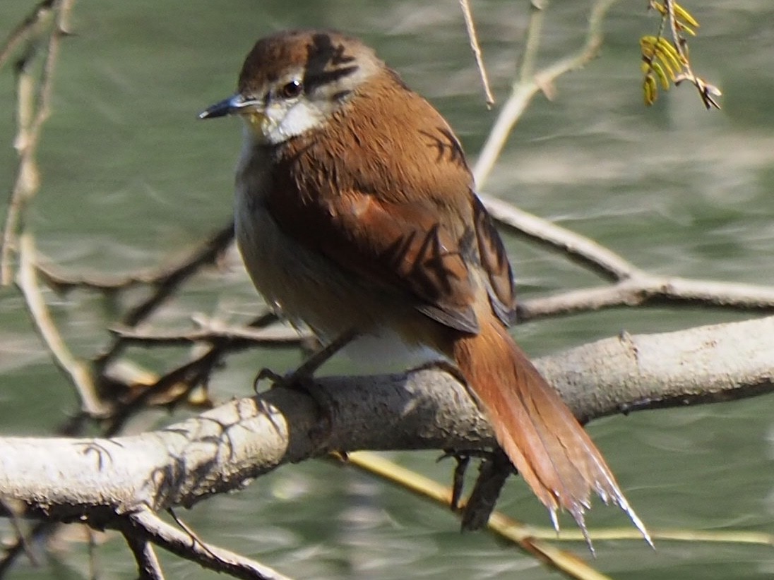 Yellow-chinned Spinetail - ML169084781