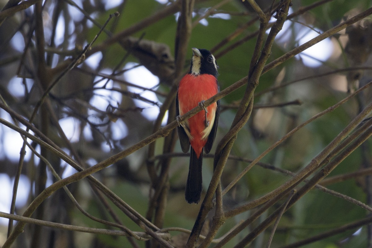 Rose-breasted Chat - ML169086521