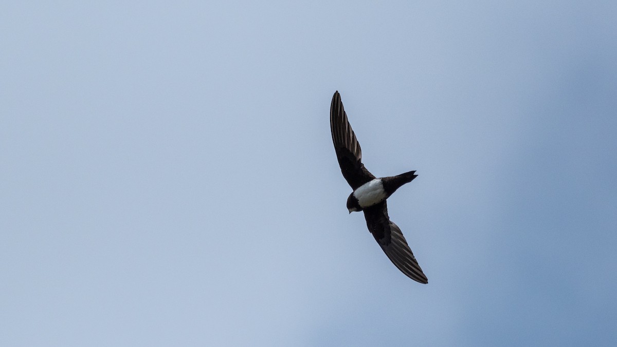 Alpine Swift - Forest Botial-Jarvis