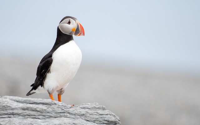 Tufted Puffin - eBird