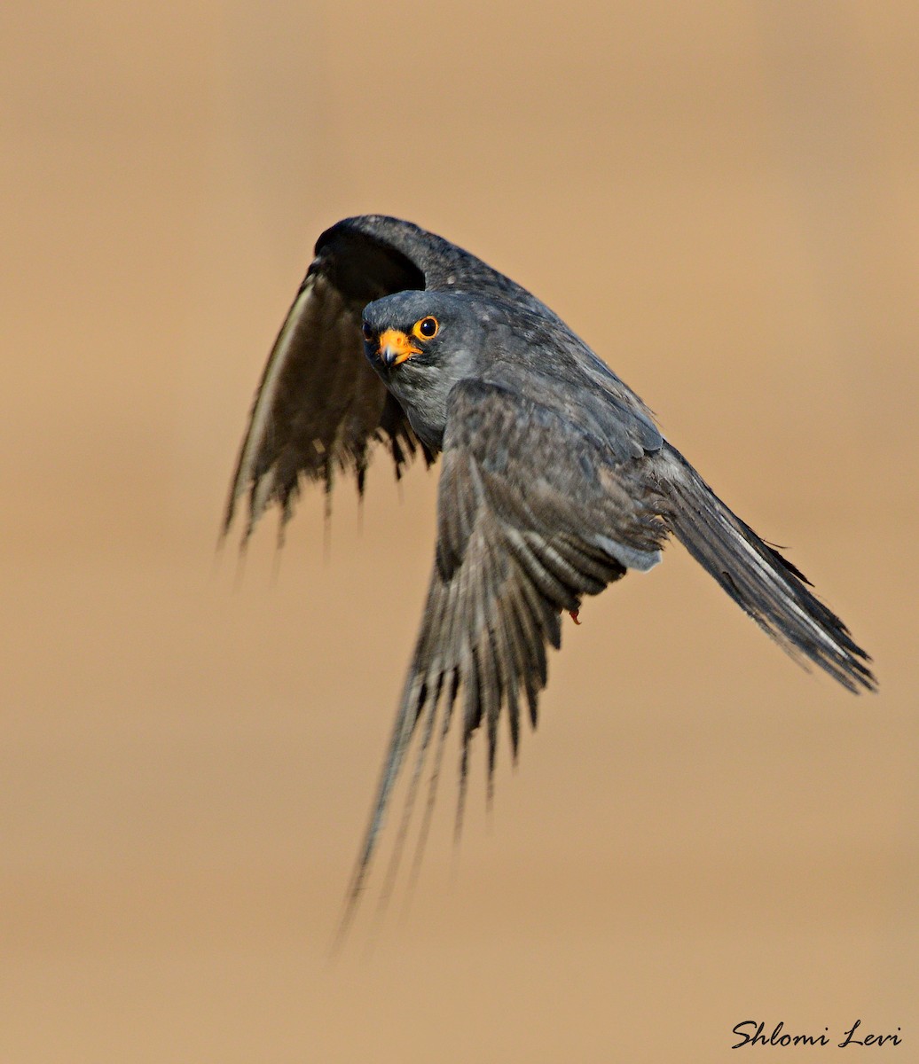 Red-footed Falcon - ML169090871