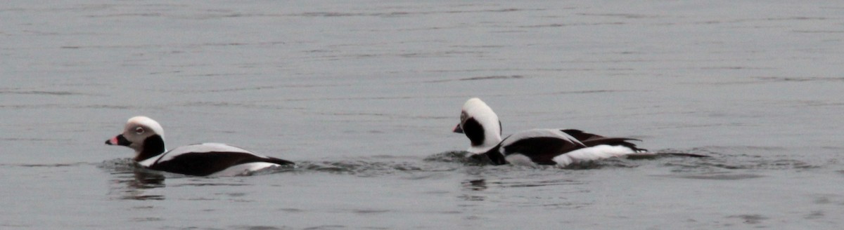 Long-tailed Duck - ML169091931