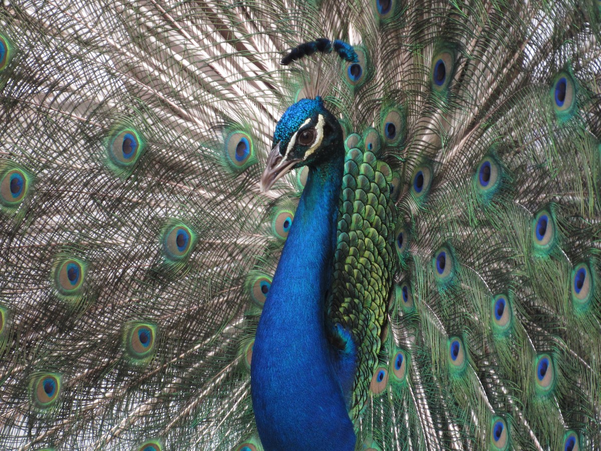 Indian Peafowl (Domestic type) - ML169093501