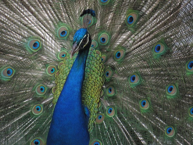 インドクジャク 家畜 Ebird