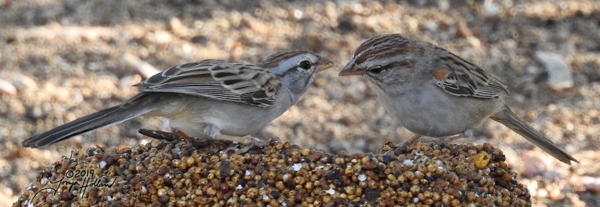 Rufous-winged Sparrow - Tonya Holland