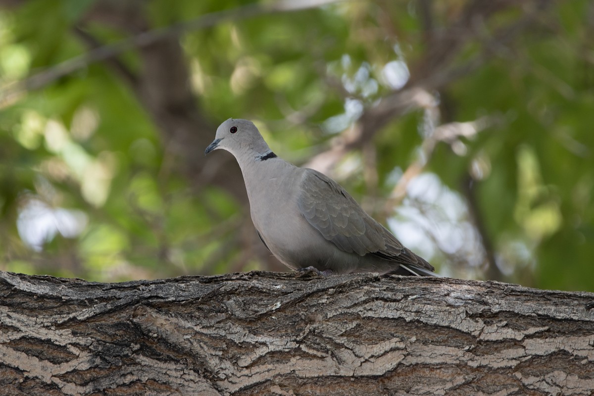 Eurasian Collared-Dove - ML169096971
