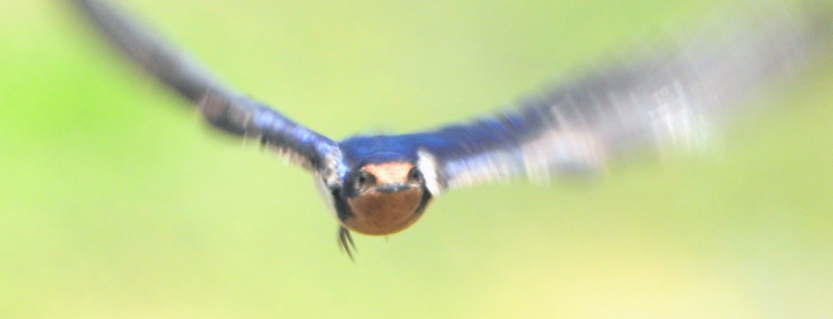 Barn Swallow (American) - ML169099961