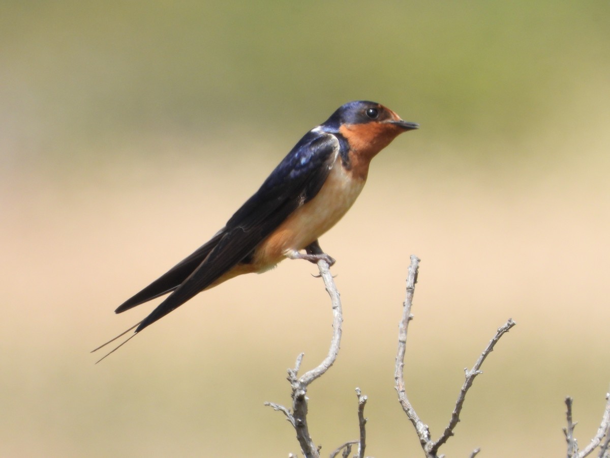 Barn Swallow (American) - Srikant Char