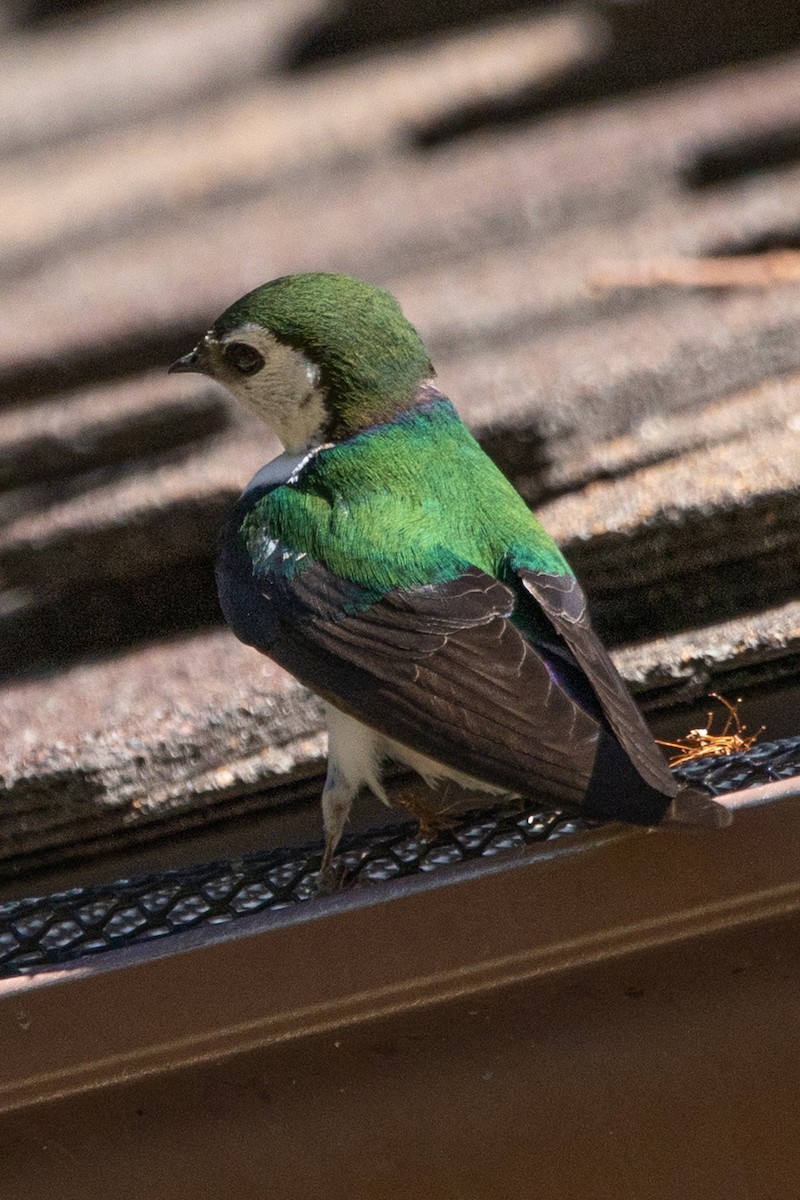 Violet-green Swallow - ML169101851
