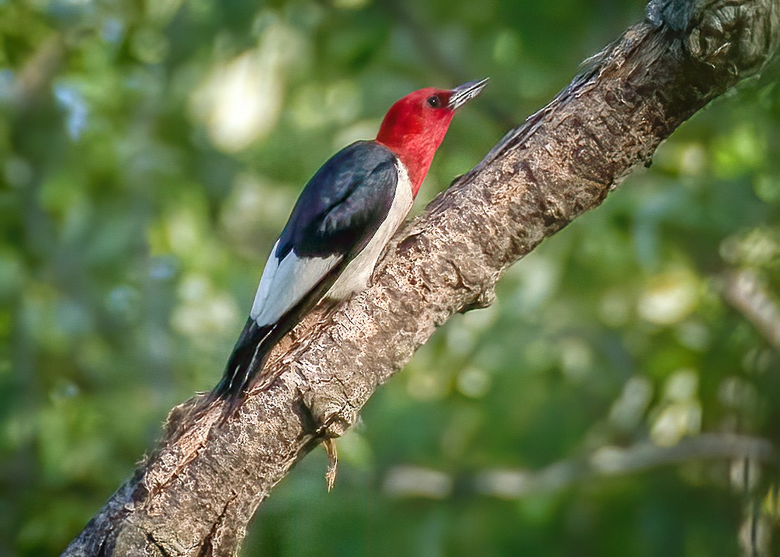 Red-headed Woodpecker - ML169101971