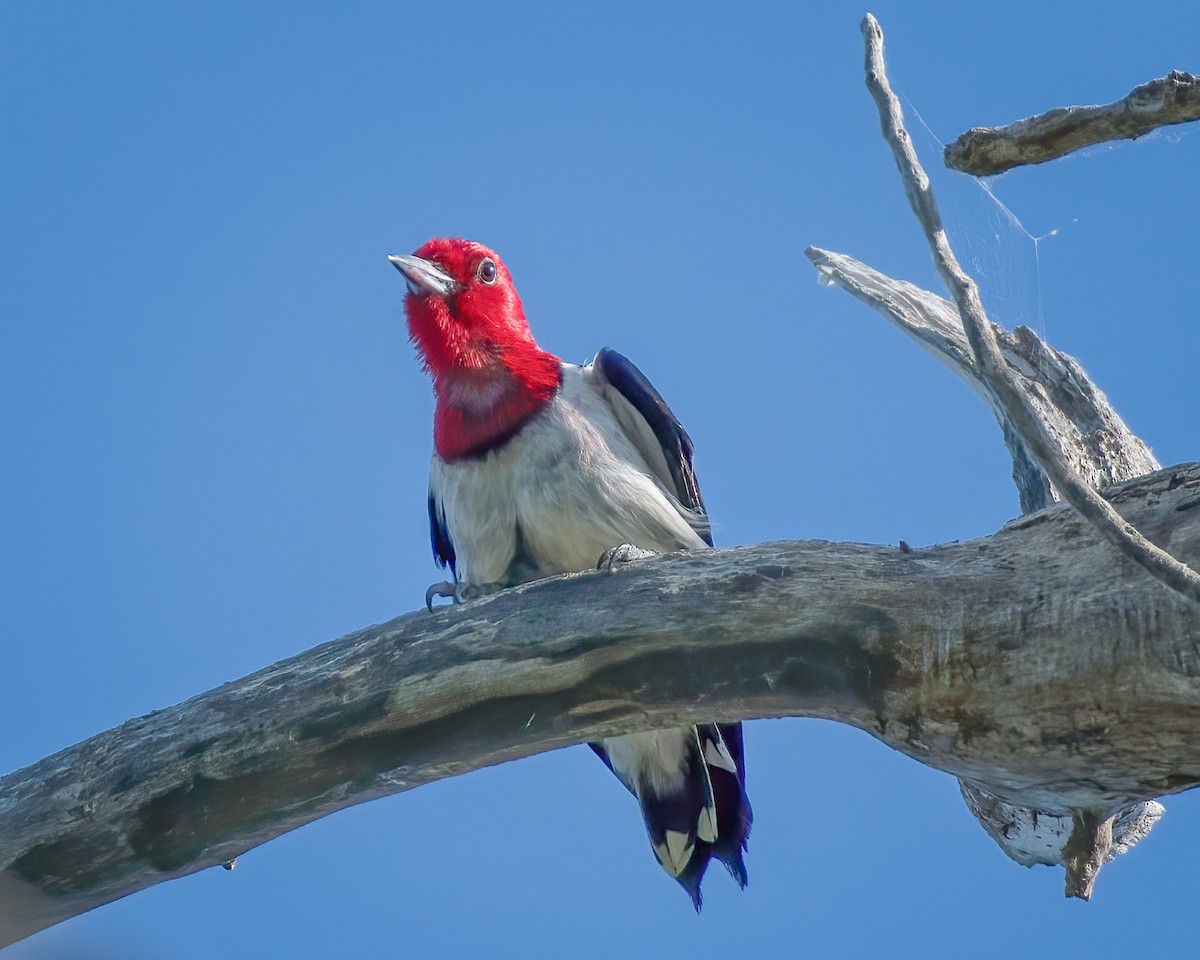 Red-headed Woodpecker - ML169101981