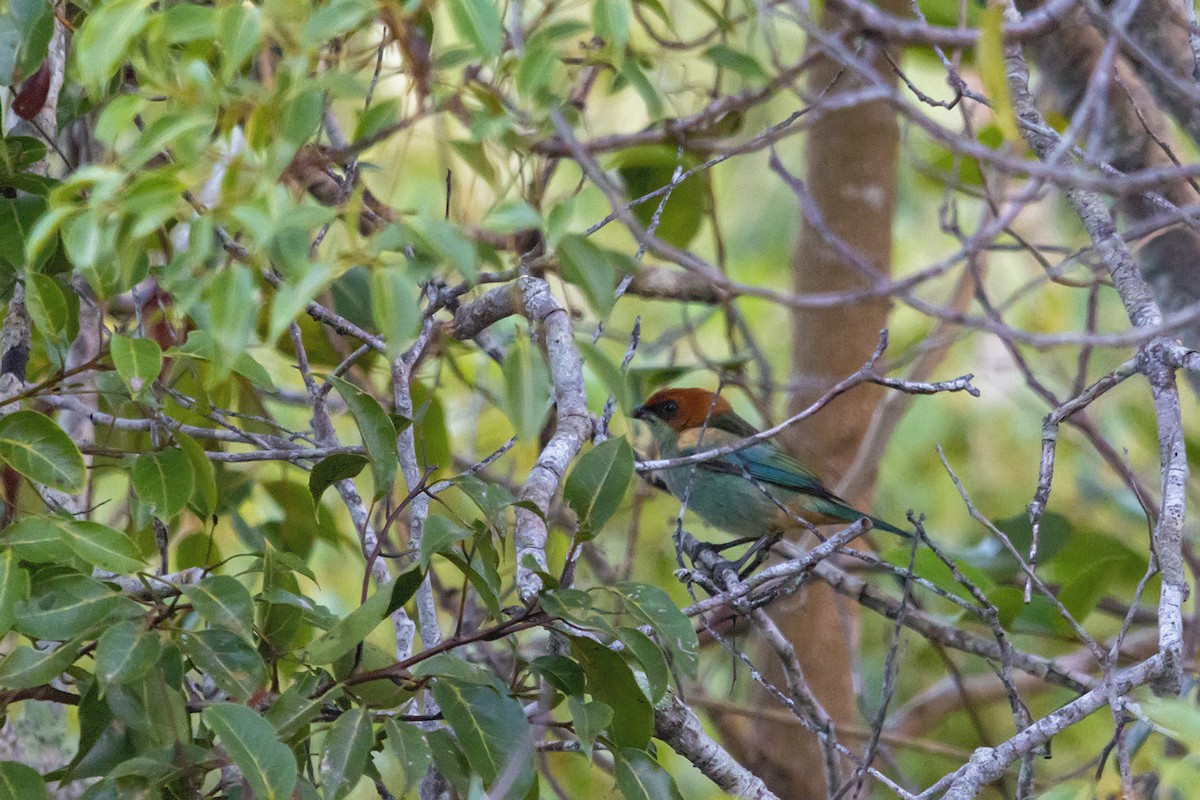 Black-backed Tanager - ML169102081