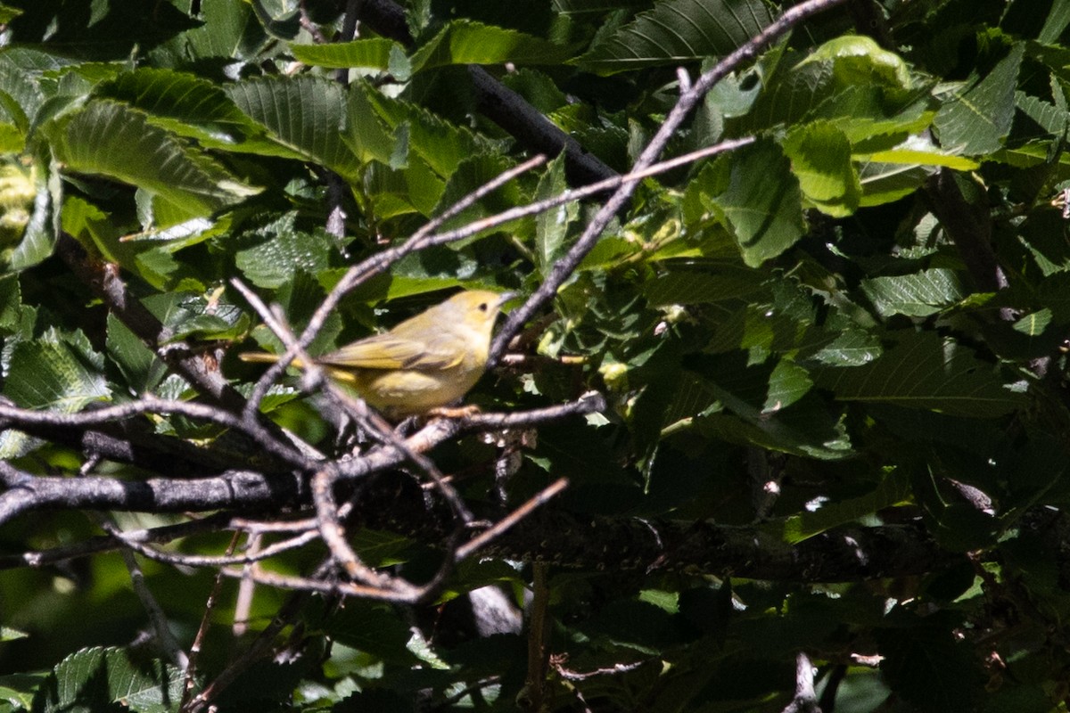 Yellow Warbler - ML169102181