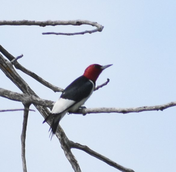 Red-headed Woodpecker - ML169102731